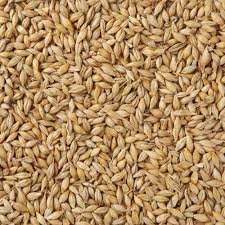 Malting Barley